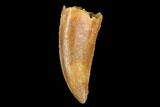 Serrated, Real Raptor Tooth - Restored Tip #178407-1
